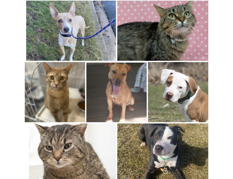 The Herald-News presents this week’s Pets of the Week. Read the description of each pet to find out about that pet, including where he or she can be adopted.