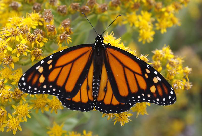 A Monarch butterfly waits to take flight after Gerriann Gerritsen released the butterfly that she raised Wednesday, Sept. 20, 2023, at the McHenry County Conservation District's Pleasant Valley near Woodstock.