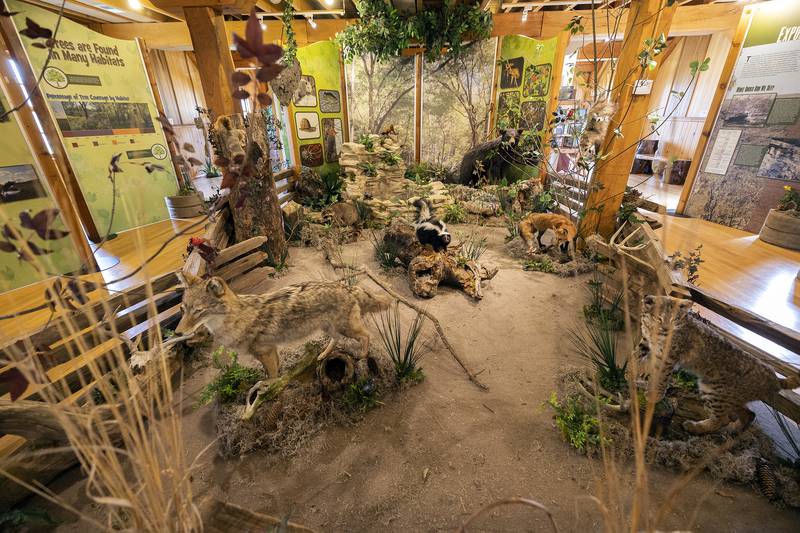 Volunteers have worked for about a year and a half to find the features and build the displays for the wildlife museum at Franklin Creek’s grist mill.