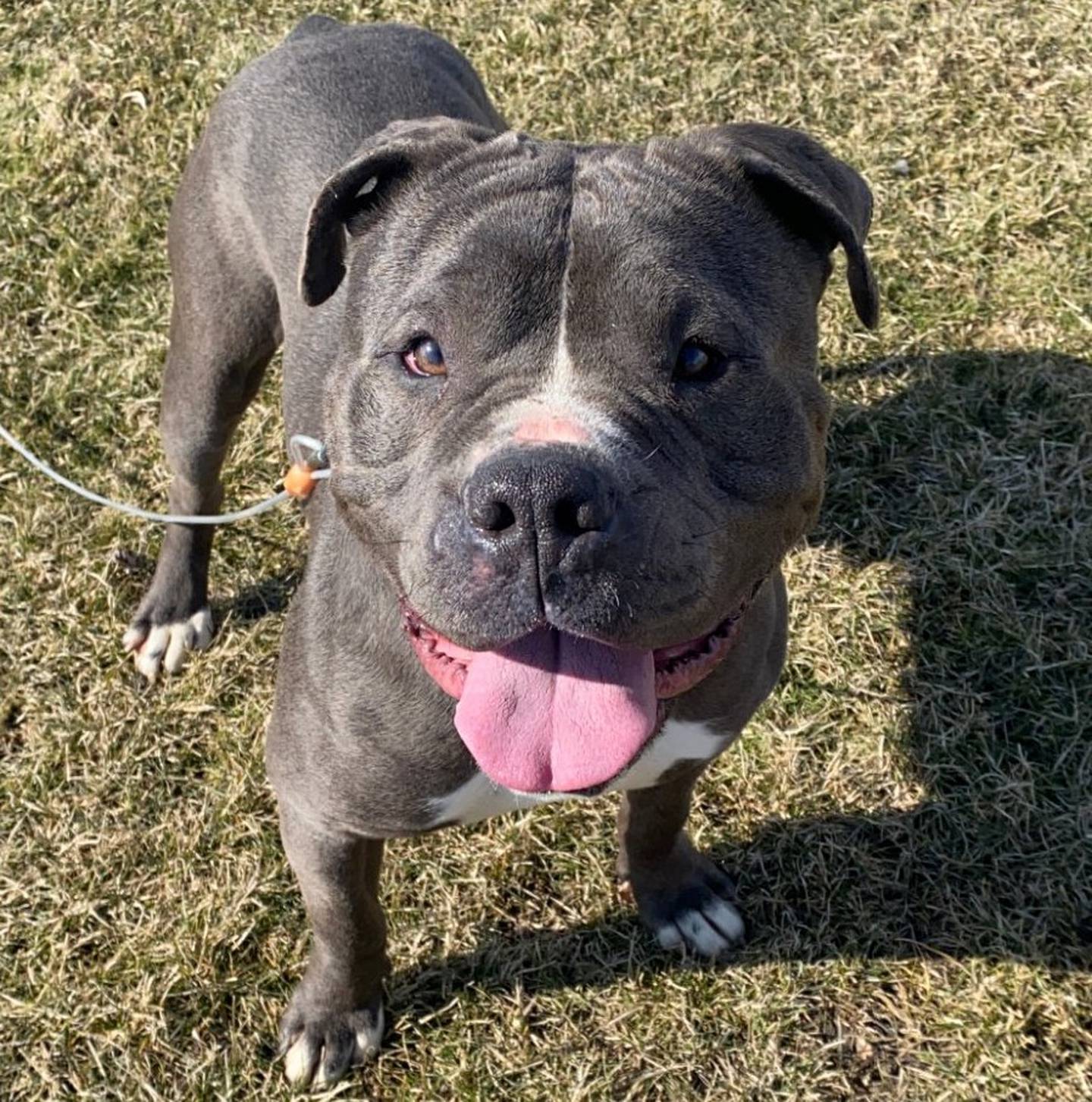 Norbert is a 2-year-old gentle pittie mix. Norbert loves people and toys. He gets so excited to play and will collect all the toys in his mouth, carrying multiple at a time. To meet Norbert, call Joliet Township Animal Control at 815-725-0333.