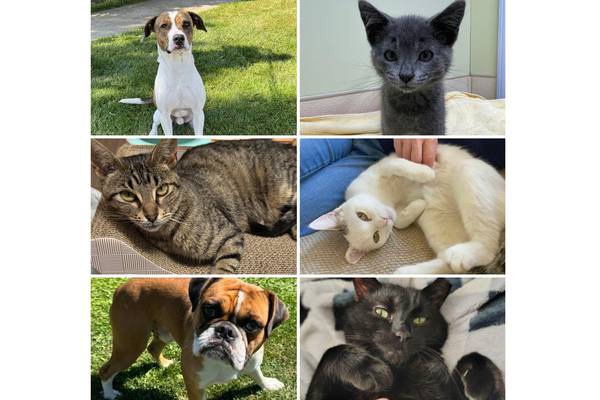 Will County Pets of the Week: Sept. 22, 2025