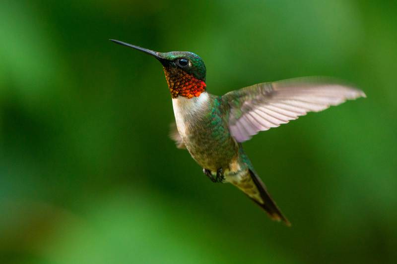 A male ruby-throated hummingbird flies through the air, on a quest for … insects?