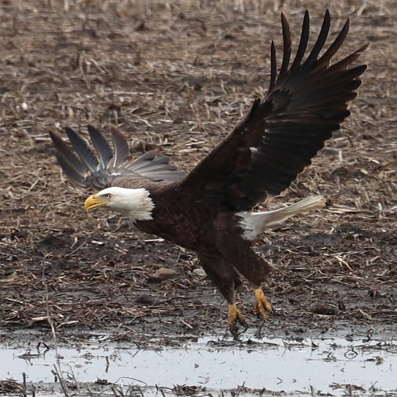 A bald eagle flys over a puddle Tuesday, March 5, 2024, in a farmers field near Bethany Road in DeKalb. The heavy rains recently have created a lot of standing water in the fields in the area.