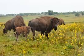 Bison, birds and plants all part of Nachusa Grasslands’ annual Autumn on the Prairie