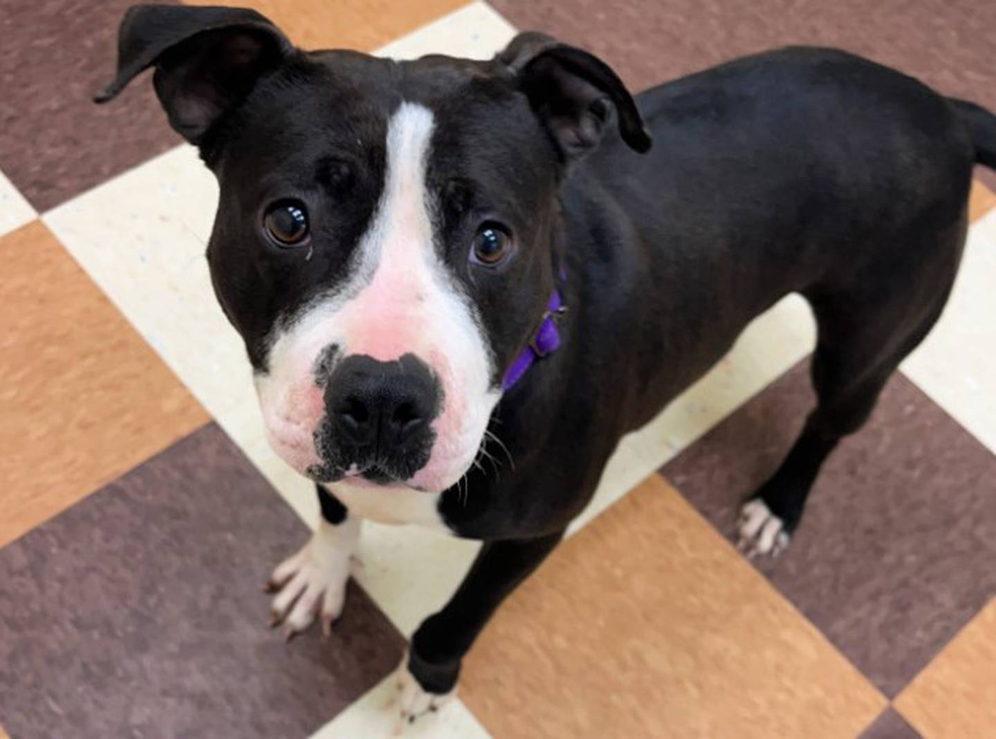 Ophelia is a 3-year-old Pittie who is such a ham and greets people with her thumping tail. She loves walks. Ophelia does well with other dogs and loves to romp and wrestle. To meet Ophelia, call Joliet Township Animal Control at 815-725-0333.