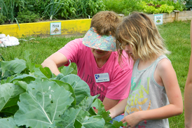 Online training course available to become an Illinois Master Gardener starting June 30