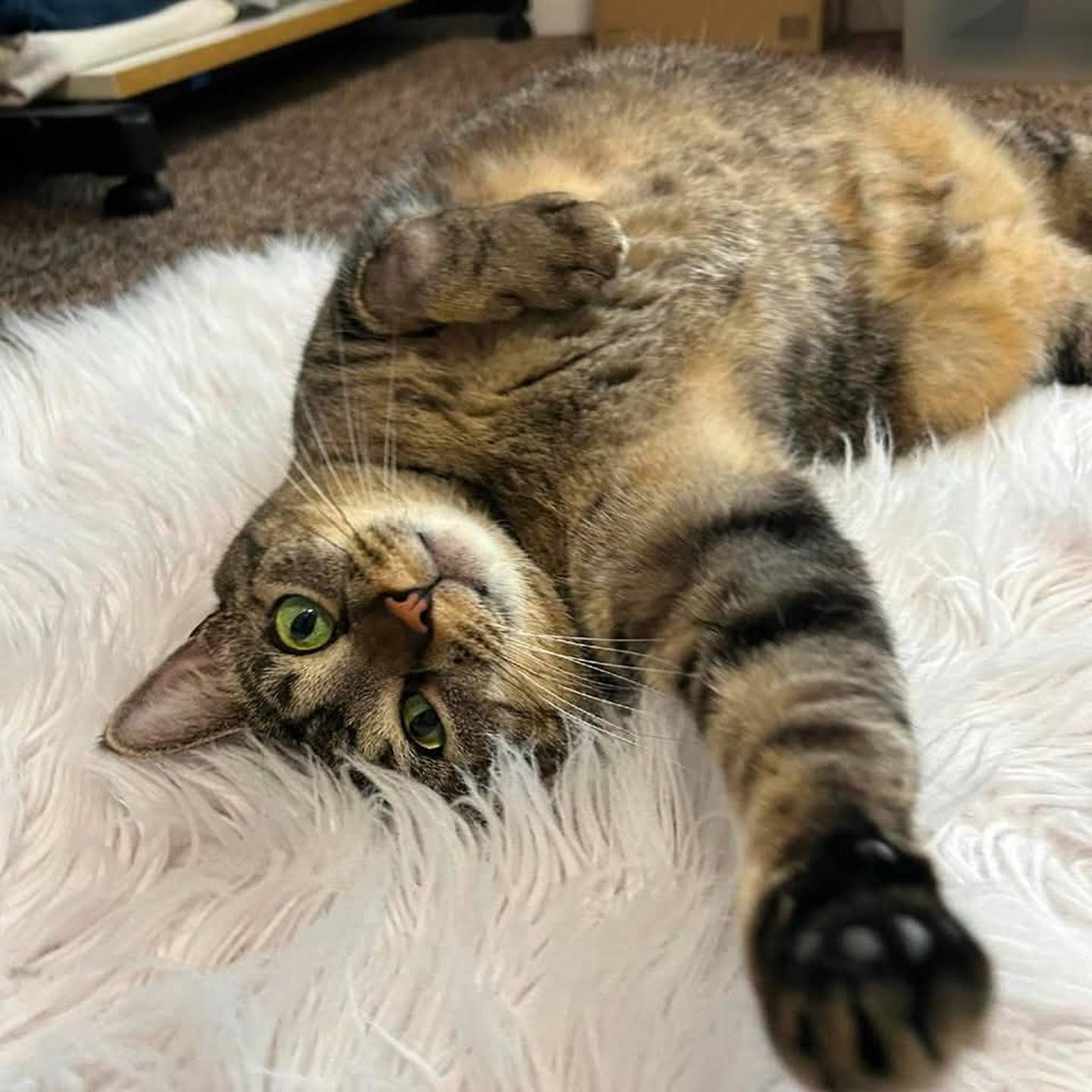 Sweet Padme loves pets, hanging out with people, cat trees, watching birds and squirrels out the window, and playing with toys – especially boxes and her kitty hamster wheel and tunnel. Padme knows her name, comes when called and greets people at the door. She does well with other cats but prefers humans. She’d make a great solo kitty and needs a home where children are 10 or older. To meet Padme, visit ForgetMeNotRescue.com/adoptables.