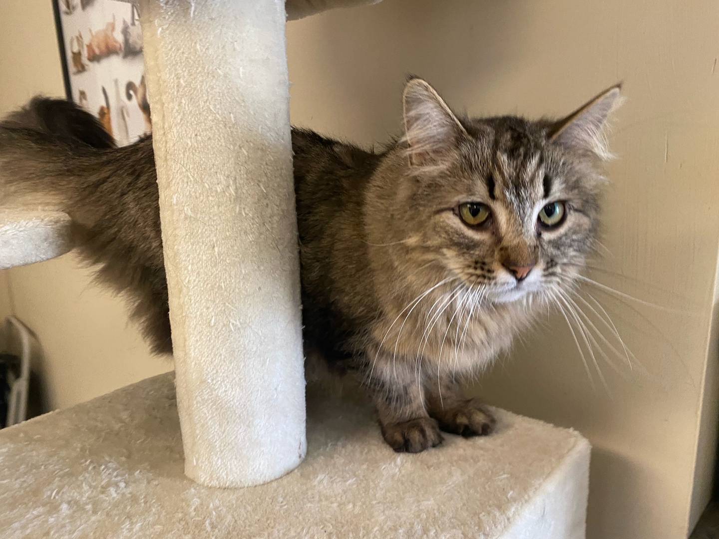 Lisby is a 4-year-old tabby. She is very sweet and loves affection. Lisby is not fond of other cats and would do best in a single-family home. To meet Lisby, visit justanimals.org or call 815-448-2510.
