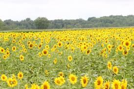 Sunflowers return to Matthiessen State Park