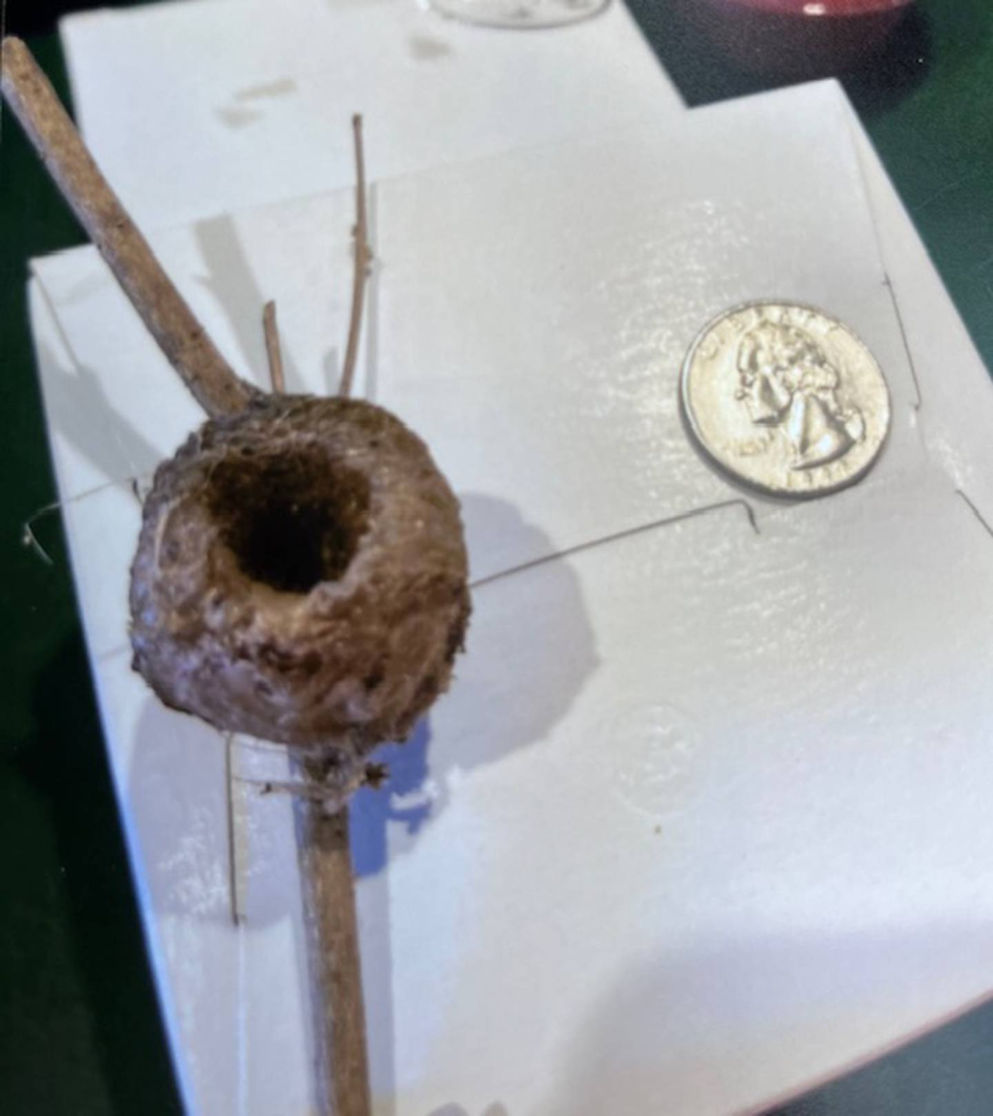 Joyce Hasbrook of Sheffield an avid bird watcher of 68 years, found a treasure of a lifetime. While trimming bushes, she discovered an empty hummingbird nest.