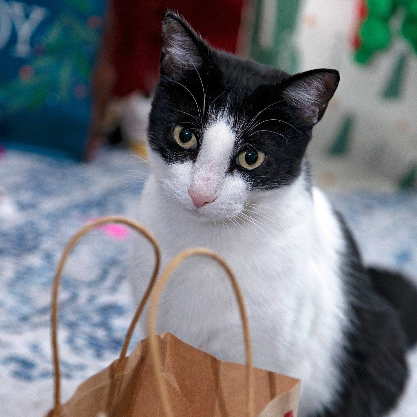 Dottie is cuddly and playful. She does well with kids and respectful cats and dogs. She loves belly rubs, wand toys, her cat tree and watching the world outside. She can be carried like a baby and communicate when her food bowl is empty. Looking for a loving, fun companion? Dottie is your girl. To meet Dottie, visit thekittysquad.com/adoptables.