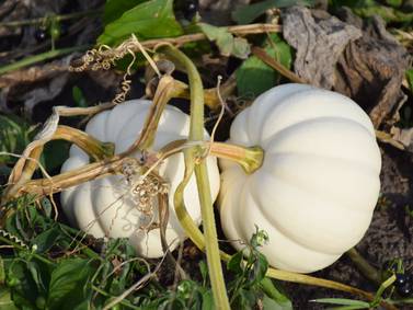 Down the Garden Path: Growing pumpkins for fall fun