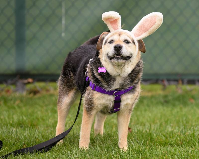 Heaven, 6, a mix breed of St. Charles smiles for a photo while wearing Easter bunny ears as she keeps her focus and seriousness before the start of the Easter egg hunt for dogs on Saturday April 19, 2025, held at Berens Park in Elmhurst.