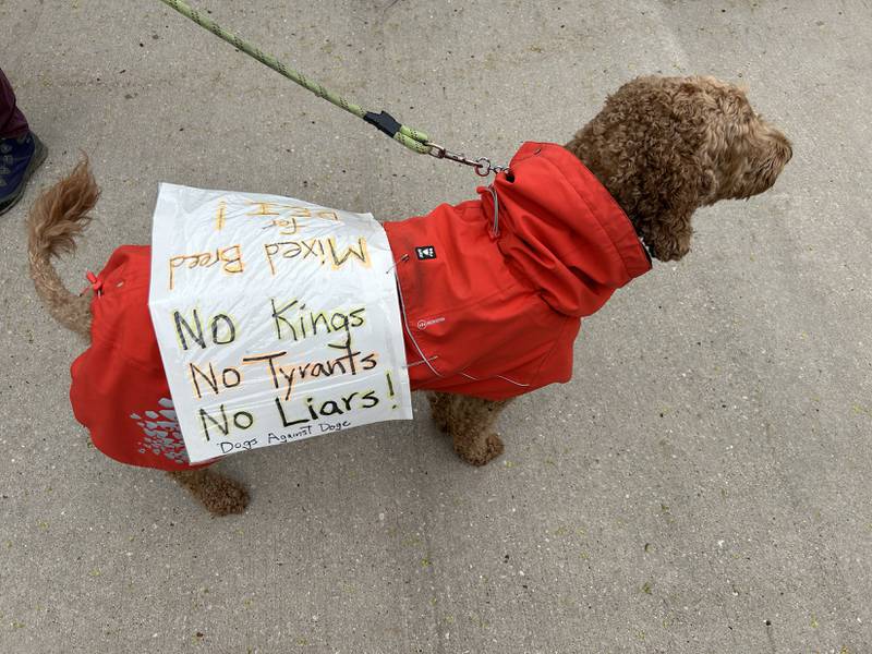 This dog wore a sign that said "No Kings No Tyrants No Liars! Dogs Against DOGE" at the May Day Rally in Oregon on Thursday, May 1, 2025.