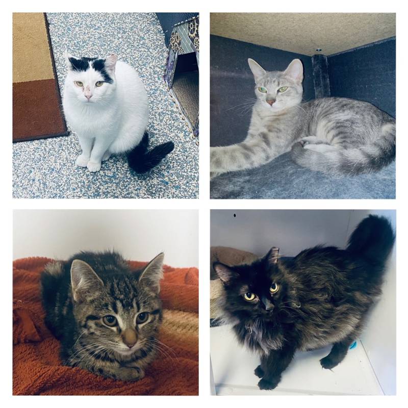 The Morris Herald-News presents this week’s Pets of the Week.