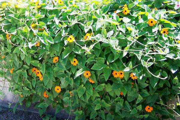 Down the Garden Path: Try these garden display ideas for autumn