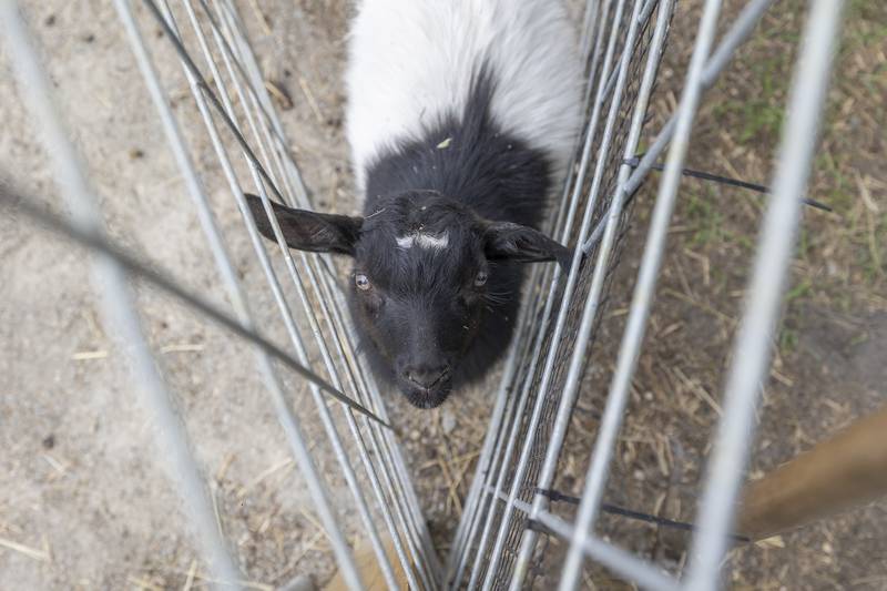 The curious critters come from all over to check out new visitors. Happy Little Hooves Farm will soon be opening on weekends for tour and education.