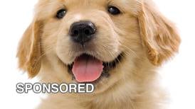 Preparing Furry Friends For Their First Boarding Experience