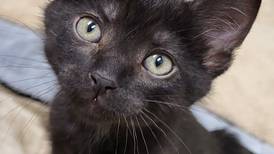 Playful kitten hopes to have kitty company in forever home
