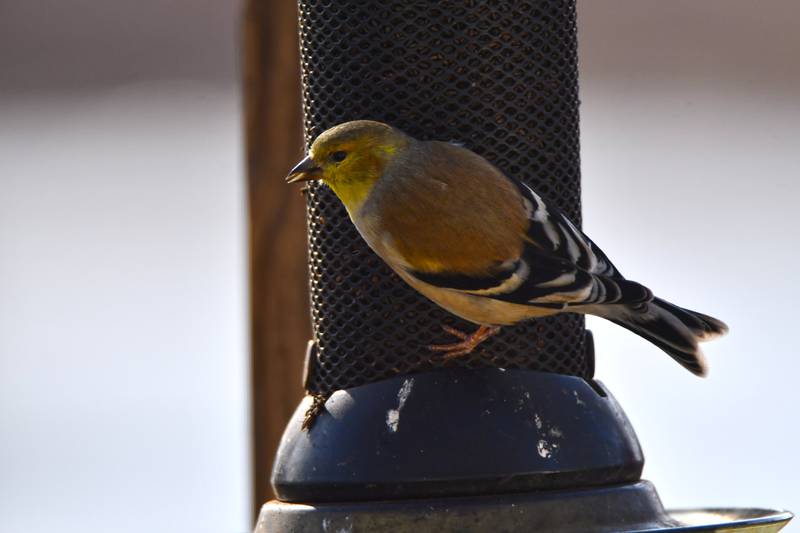 Enjoy birdwatching with a cup of freshly brewed, bird friendly coffee during the Forest Preserve District of Will County’s Birds and Beans program at Isle a la Cache Museum in Romeoville on Sunday, Dec. 22, 2024.