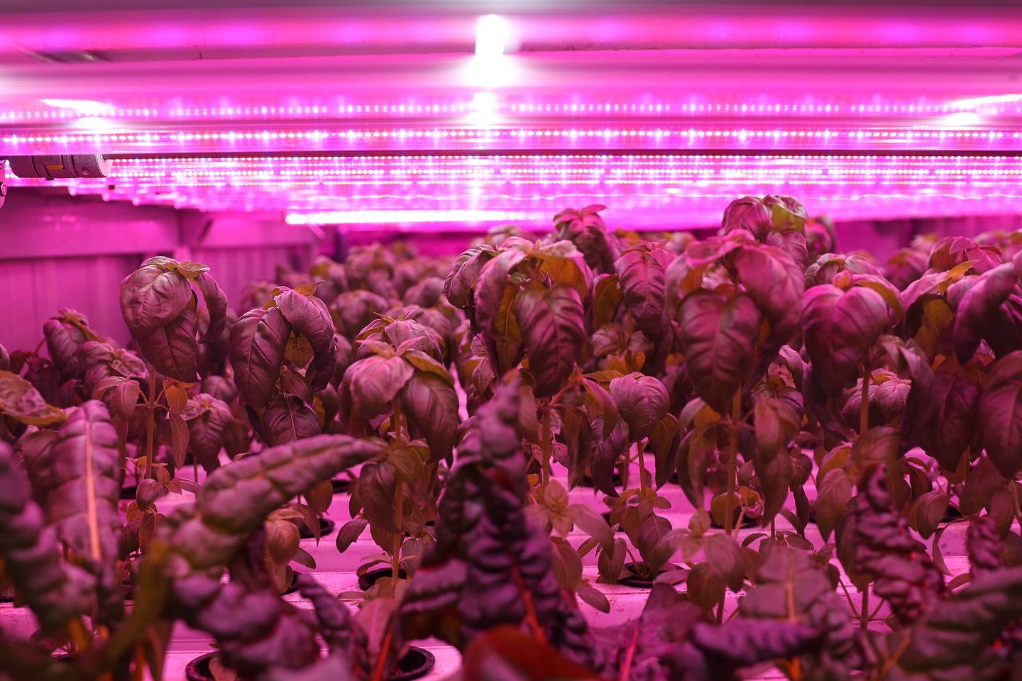 A batch of basil grows under lights inside one of two shipping containers at Second City Greens on Wednesday, Jan 29, 2025 in Lockport
