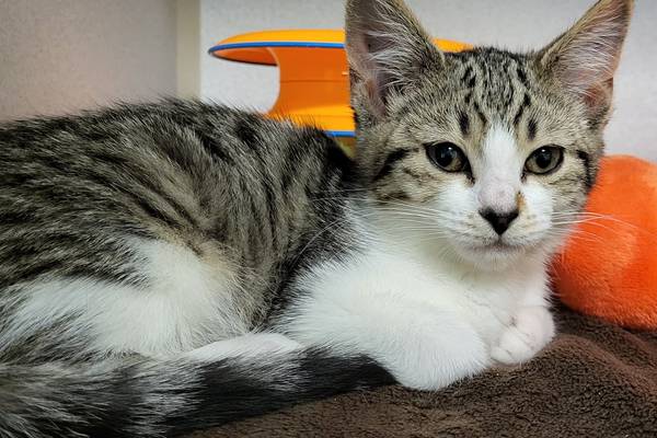 Kitten would love to be part of a package-deal adoption