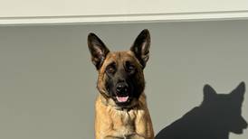 Lee County’s K-9 Henry to get protective vest