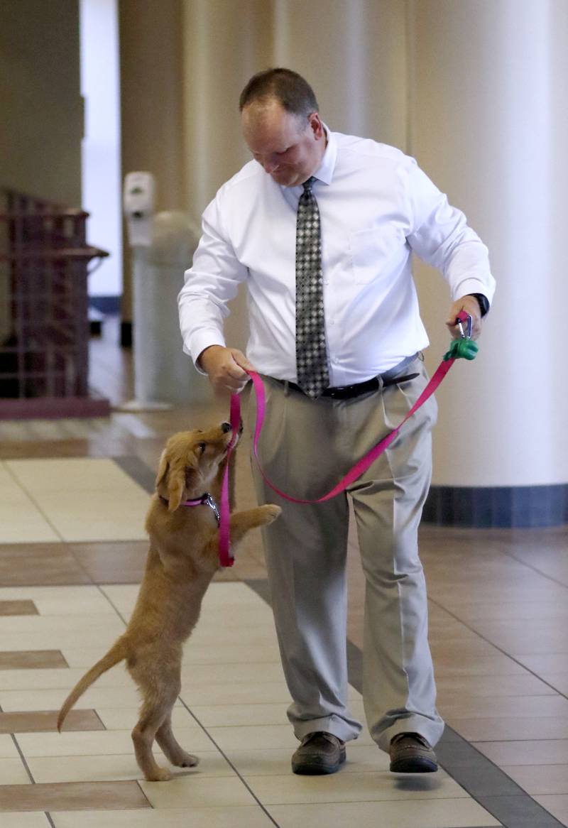 Honey plays with Dan Wallis, the McHenry County Trial Court Administrator, walks he walks the new support and comfort golden retriever around the McHenry County Courthouse on Wednesday, September 11, 2024, in Woodstock. Currently, the puppy is in the socializing stage of her training.