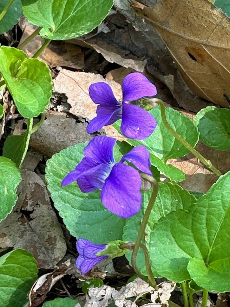 Blue violet flowers are on the trailhead to Illinois Canyon on Tuesday, April 25, 2023 at Starved Rock State Park.