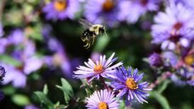 Forest Preserve offers programs for homeschoolers, Scouts and tots