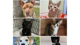 Will County Pets of the Week: Aug. 25, 2025