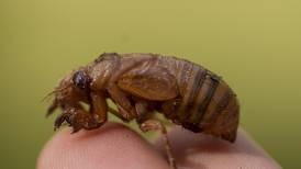 Invaders from underground are coming in cicada-geddon. It’s the biggest bug emergence in centuries
