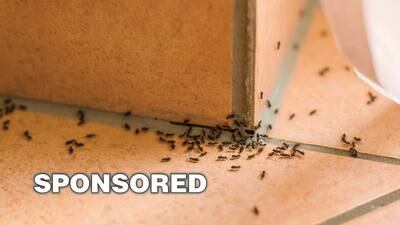 Natural Ways to Get Rid of Ants