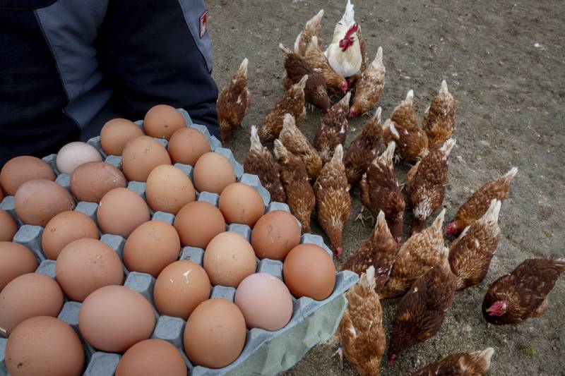 A farmer displays eggs from his chickens in Wehrheim near Frankfurt, Germany, Wednesday, March 26, 2025. (AP Photo/Michael Probst)
