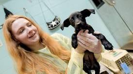 Anderson Humane to host Walk4Animals, 5K fundraiser in Batavia