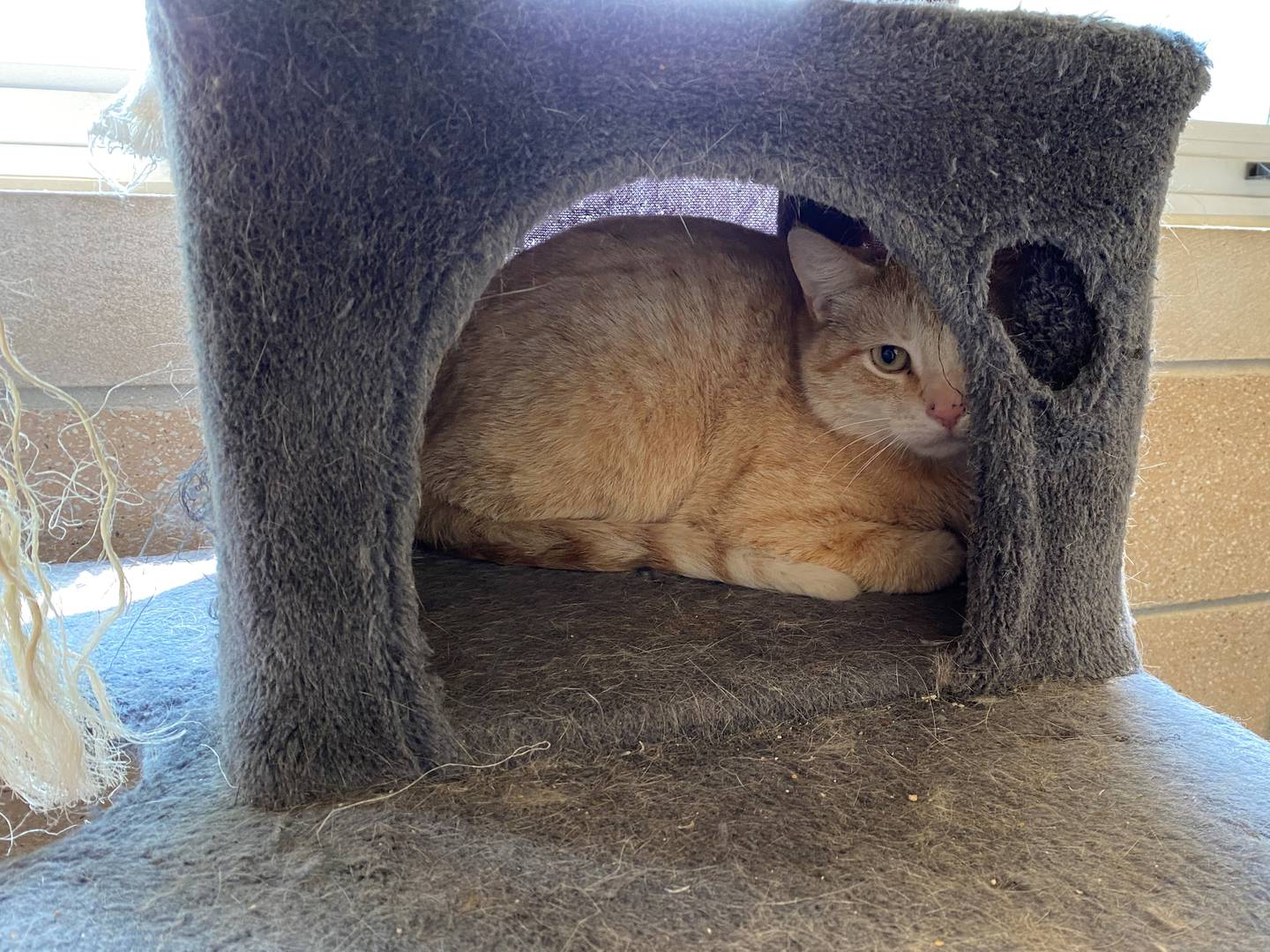 Jasper is a super friendly cat at two-years-old, but really loves his relaxation time and sleep. He will come out to play for the right amount of attention.