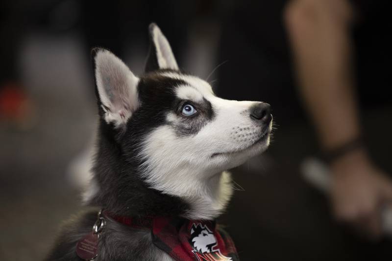 Mission III was welcomed into his new Huskie family Friday, Jan. 27, 2023 at Northern Illinois University. (Photo provided by Northern Illinois University)