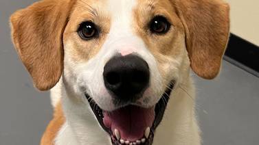 Young hound mix seeks family for life of playful fun