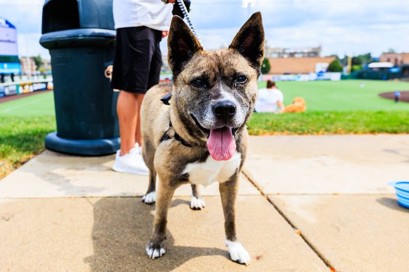 Cammi, of Joliet, takes a break from all the fun to stop for a photo during the Joliet Slammers Dog Day event, presented by University of St. Francis, on Aug. 10, 2025.