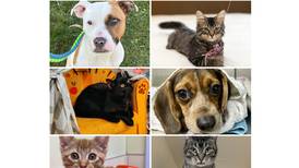 Will County Pets of the Week: Oct. 27, 2025