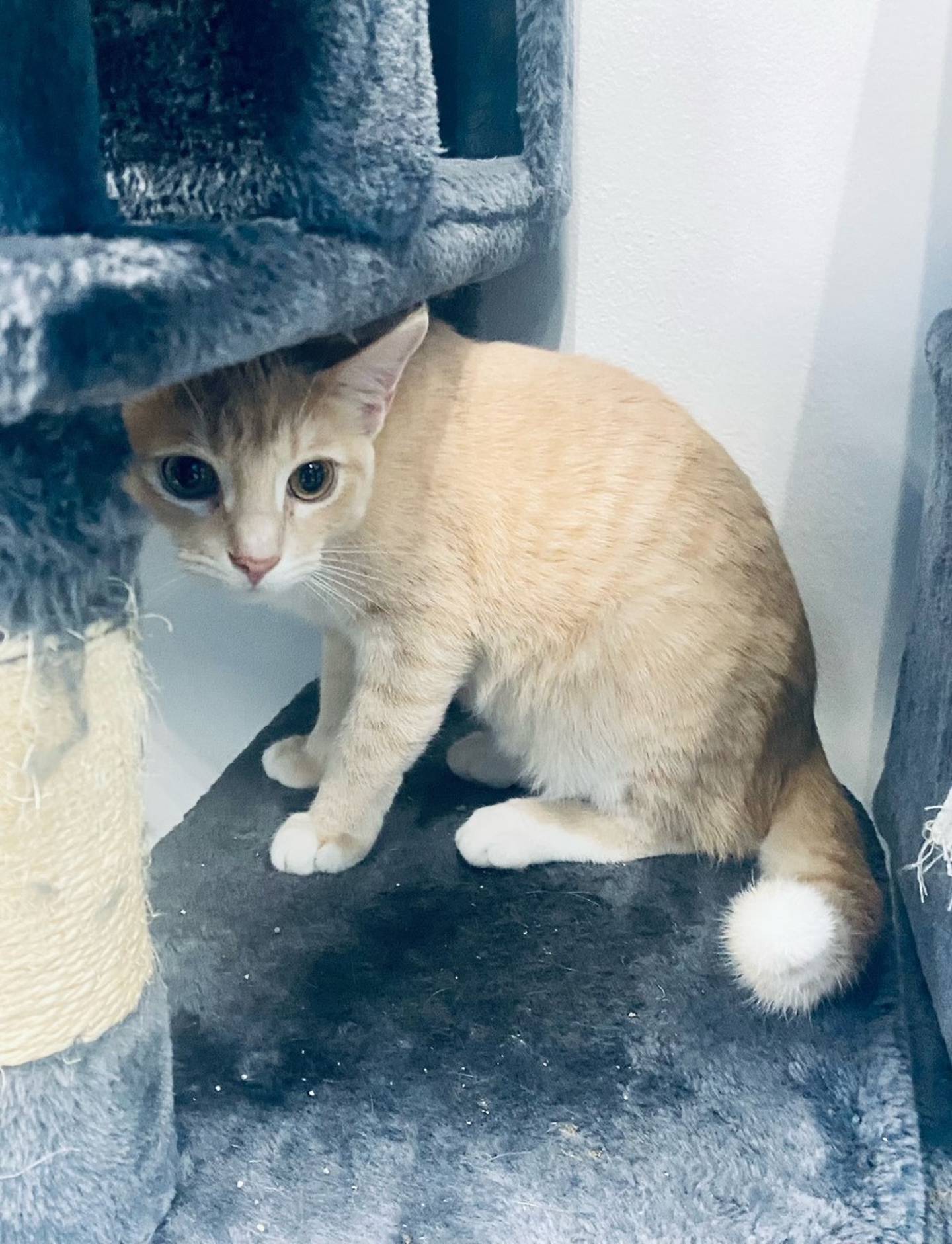 Taffy is a 6-month-old domestic shorthair. She is loving, friendly, and affectionate. Taffy is very sweet and immediately greets people. For more information on Taffy, contact Forepaws at megan@forepawspets.com. Visit https://www.forepawspets.com/.