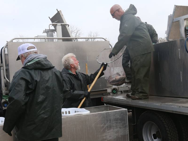 The Illinois Department of Natural Resources collect Walleye and Sauger from anglers during the annual Masters Walleye Circuit tournament on Friday, March 21, 2025 at the Spring Valley Boat Club. The IDNR re-releases the fish back into the Illinios River.