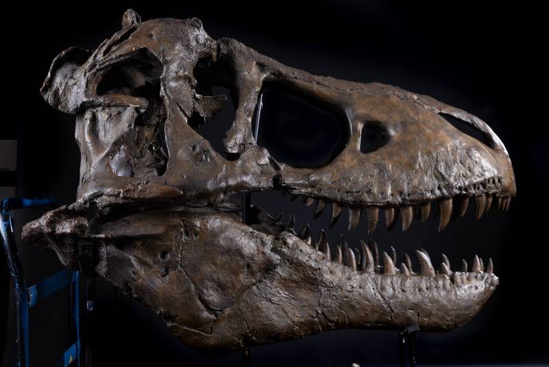 Field Museum’s reproduction of T-rex skull will be at the Lake Villa District Library through Nov. 28
