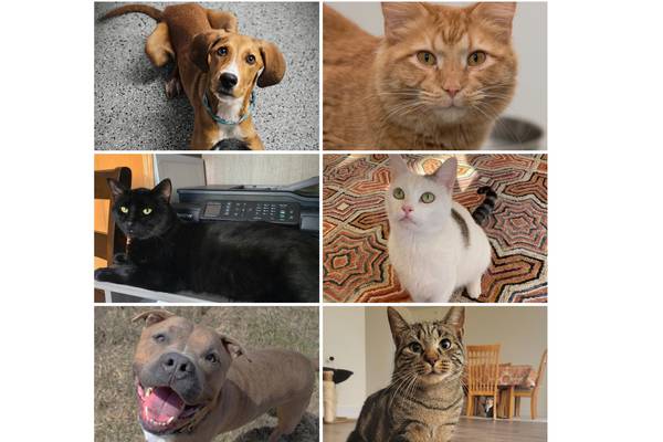 Will County Pets of the Week: Nov. 3, 2025