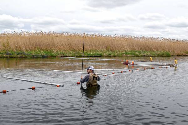 Invasive carp trap installed  at Rock Run Rookery Preserve in Joliet 