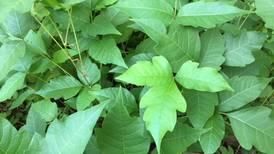 5 dangers lurking in your backyard and how to eliminate them