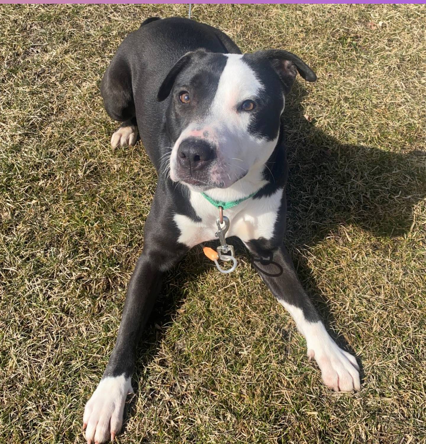 Zumi is a playful 3-year-old pittie mix. She is energetic girl and loves hanging out with her pals in the morning during playgroup, and she zooms during her walks. Zumi can be fearful around men so a home with a single female would be best for her. To meet Zumi, call Joliet Township Animal Control at 815-725-0333.