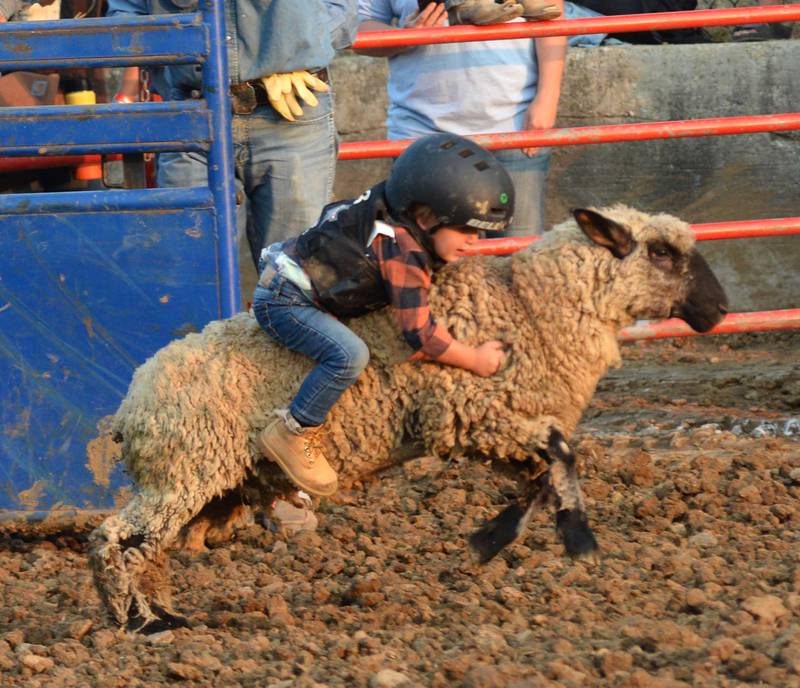 Owen Safranek rides a sheep in the "Mutton Busting" event at the T & A Bucking Bulls Rodeo during the Ogle County Fair on Friday, Aug. 1, 2025 in Oregon.
