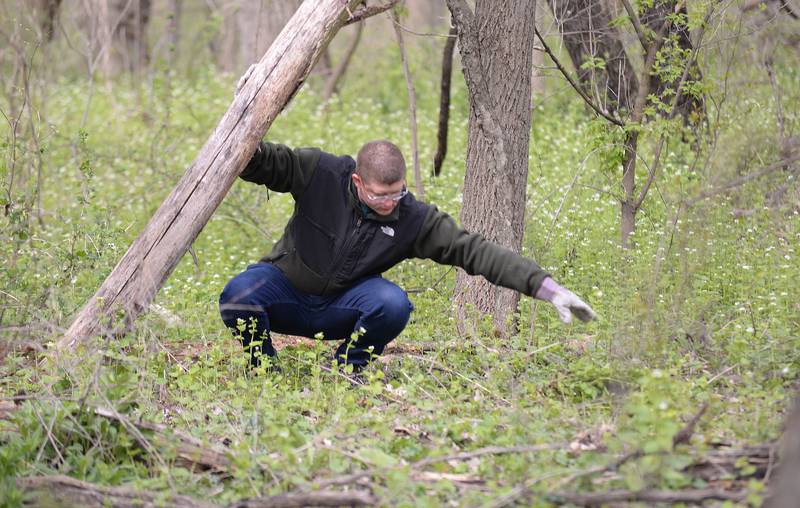 Volunteer Adrian Pask of Glen Ellyn participates in the Ackerman Woods Clean Up day as part of a team effort with Cub Scout troop 158 and the Glen Ellyn Park District for Earth Day Saturday, April 20, 2024.