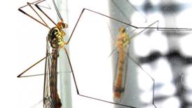 Illinois reports first case of West Nile virus in mosquitoes found near Rockford